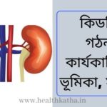 কিডনি