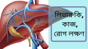 লিভার